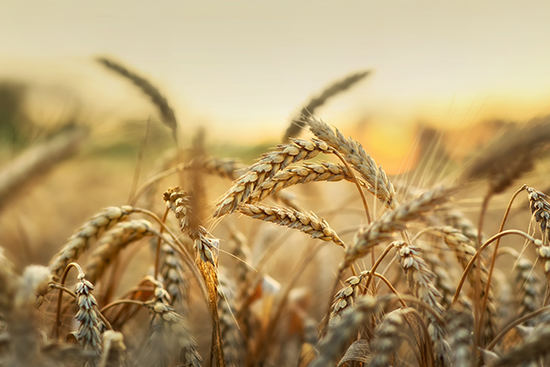 Wheat field